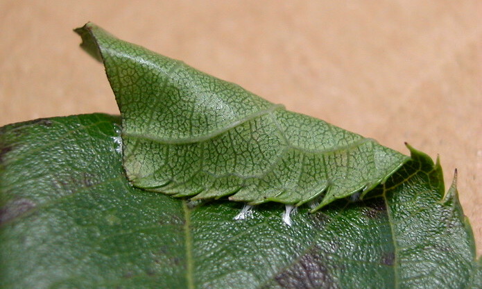 按此在新視窗瀏覽圖片