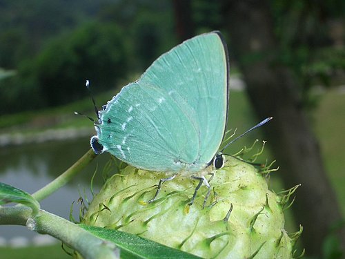 按此在新視窗瀏覽圖片