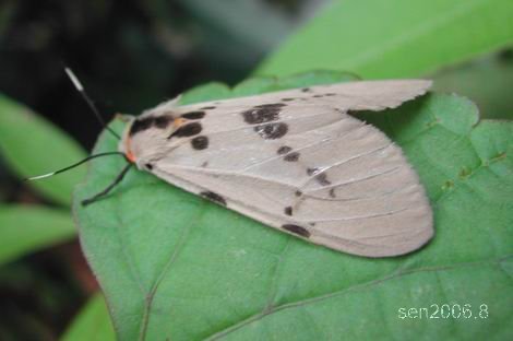 按此在新視窗瀏覽圖片