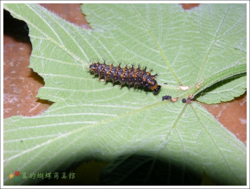 按此在新視窗瀏覽圖片