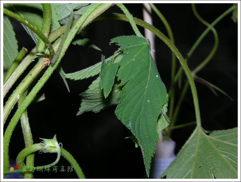 按此在新視窗瀏覽圖片
