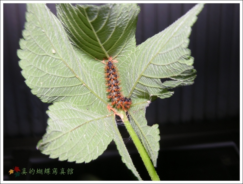 按此在新視窗瀏覽圖片