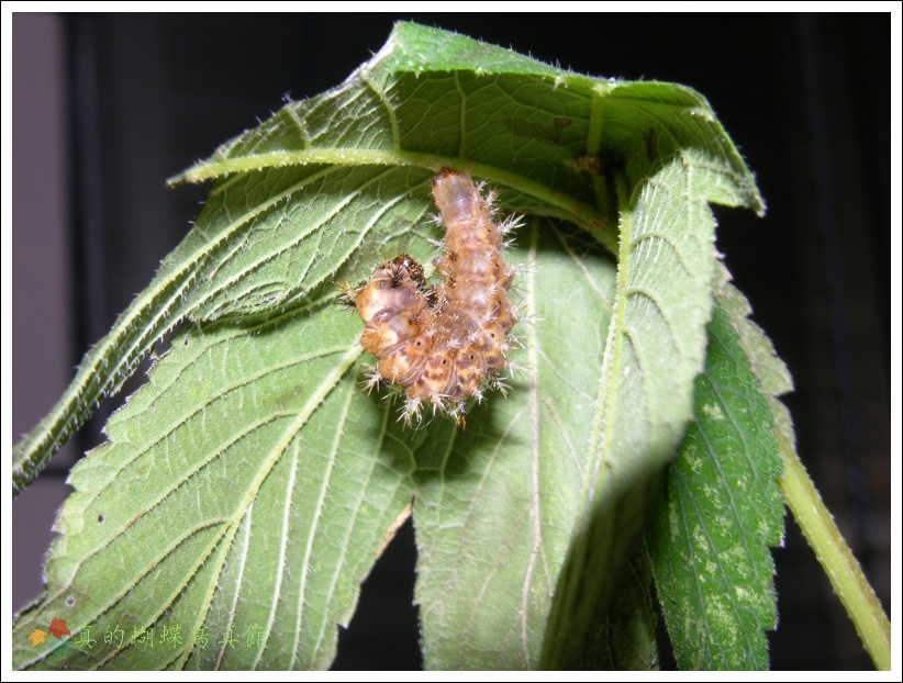 按此在新視窗瀏覽圖片