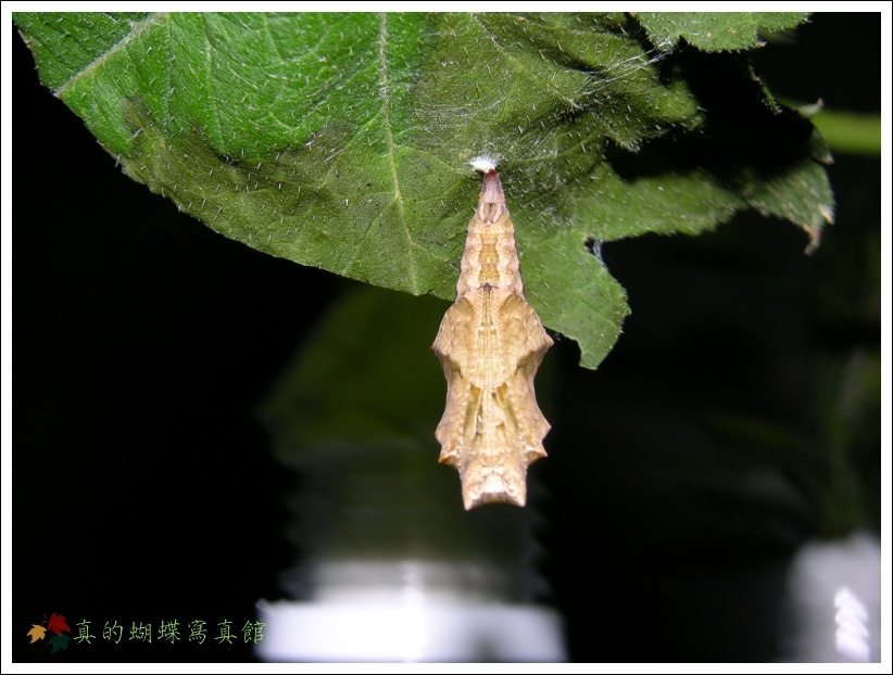 按此在新視窗瀏覽圖片