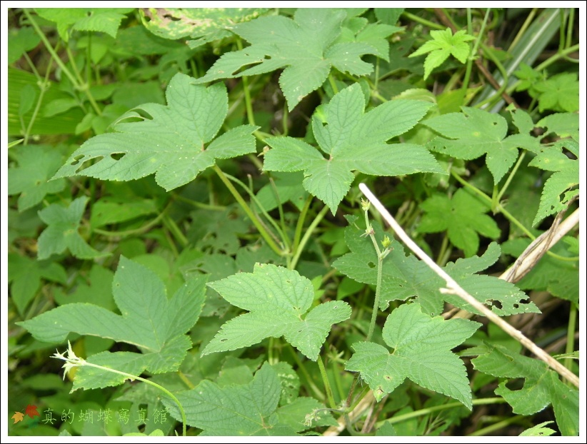 按此在新視窗瀏覽圖片