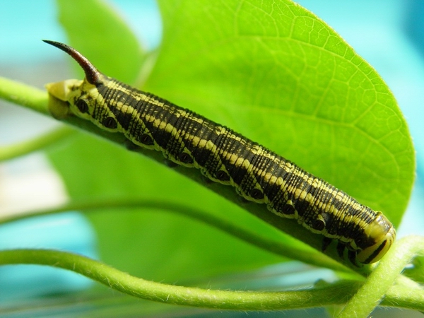 按此在新視窗瀏覽圖片