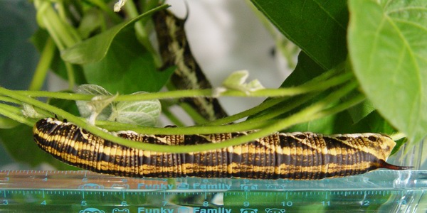 按此在新視窗瀏覽圖片