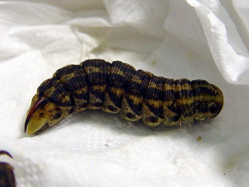 按此在新視窗瀏覽圖片