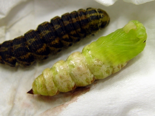 按此在新視窗瀏覽圖片