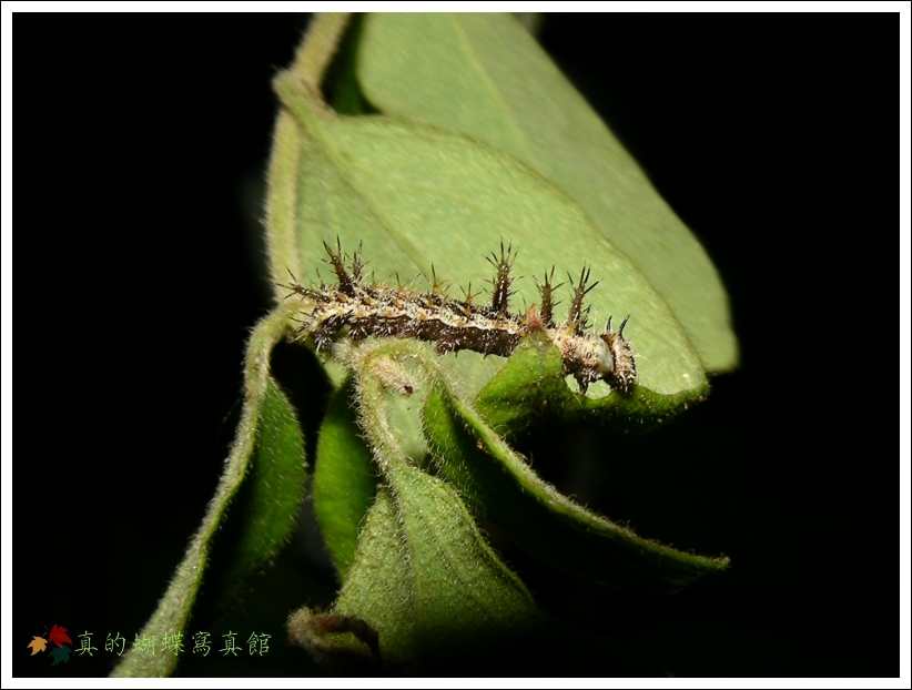 按此在新視窗瀏覽圖片