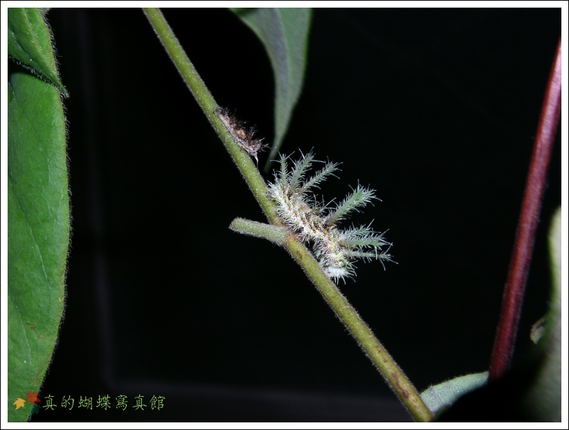 按此在新視窗瀏覽圖片