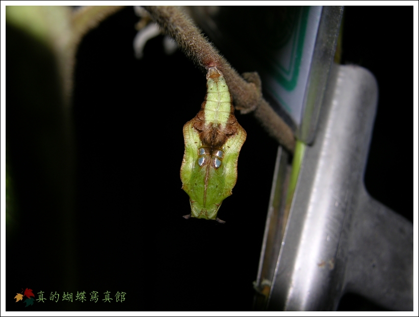 按此在新視窗瀏覽圖片