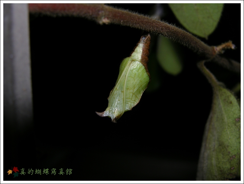 按此在新視窗瀏覽圖片