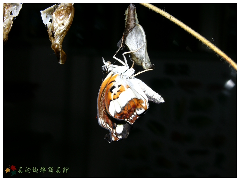 按此在新視窗瀏覽圖片