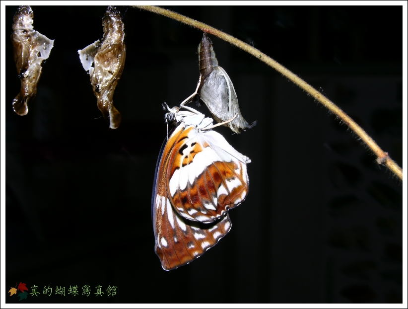 按此在新視窗瀏覽圖片