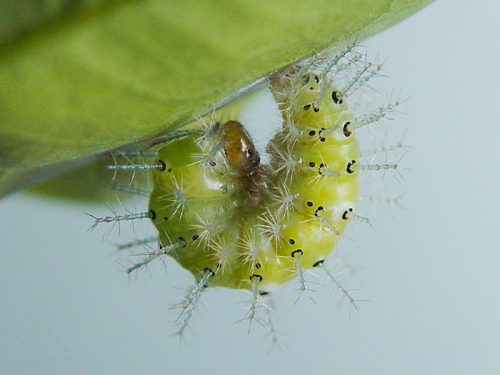 按此在新視窗瀏覽圖片