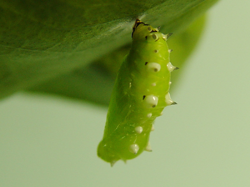 按此在新視窗瀏覽圖片