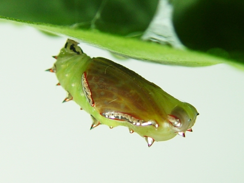 按此在新視窗瀏覽圖片