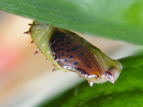 按此在新視窗瀏覽圖片