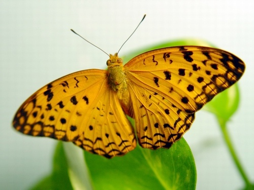 按此在新視窗瀏覽圖片