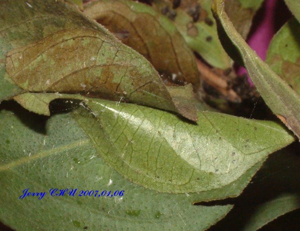 按此在新視窗瀏覽圖片