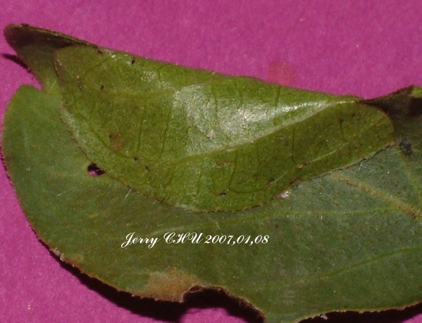 按此在新視窗瀏覽圖片