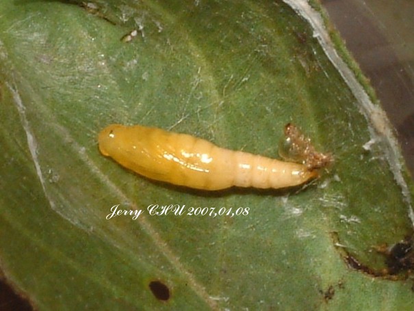 按此在新視窗瀏覽圖片