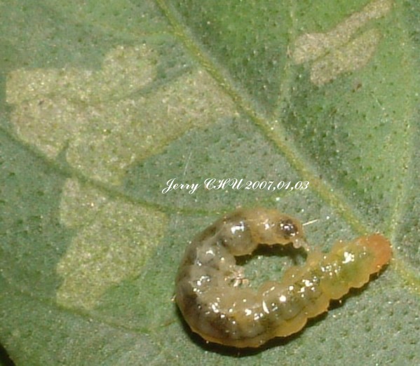 按此在新視窗瀏覽圖片