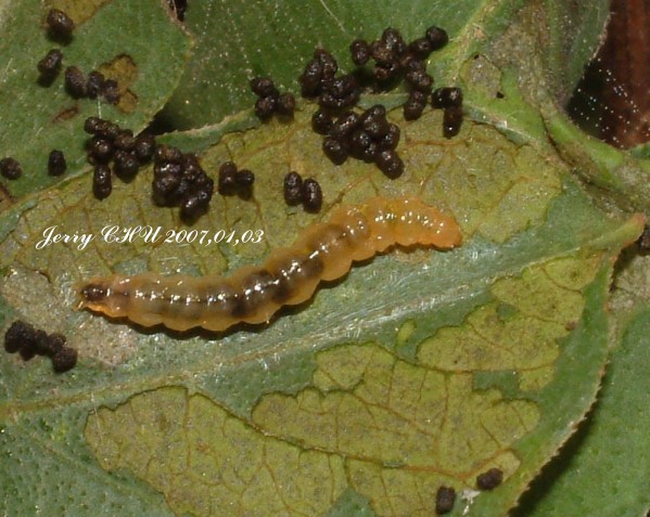 按此在新視窗瀏覽圖片