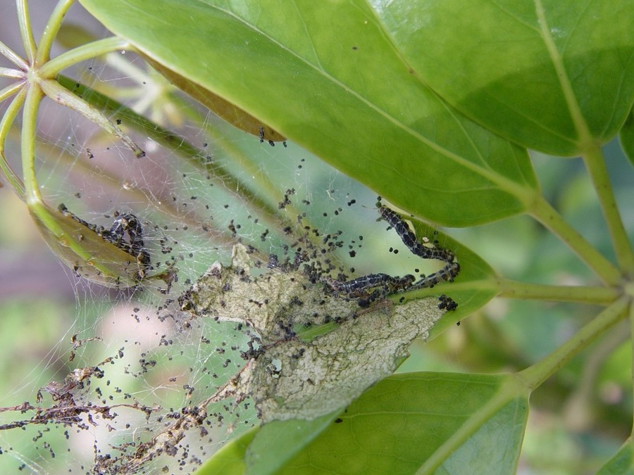 按此在新視窗瀏覽圖片