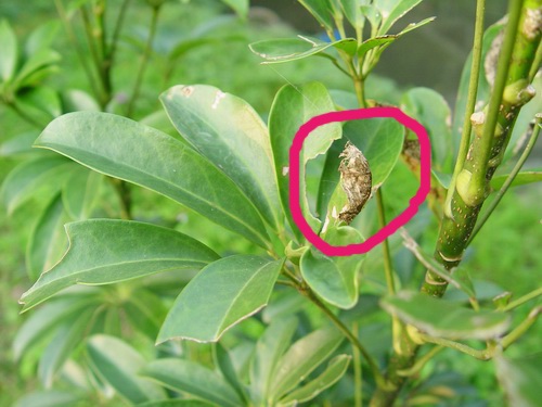 按此在新視窗瀏覽圖片