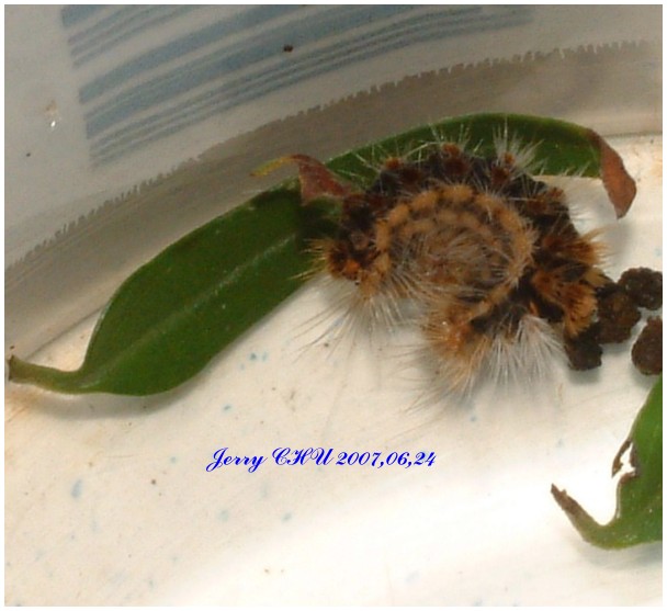 按此在新視窗瀏覽圖片