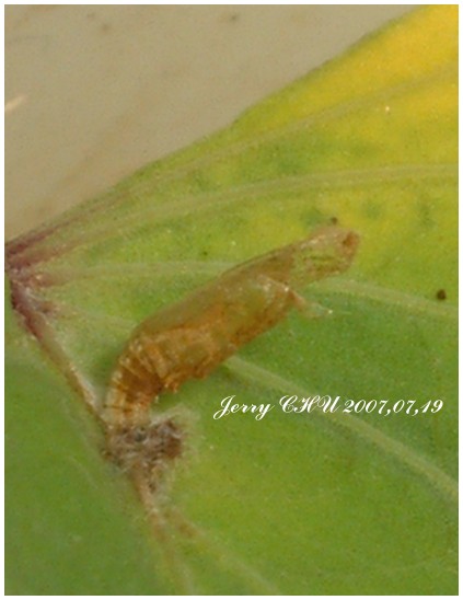 按此在新視窗瀏覽圖片