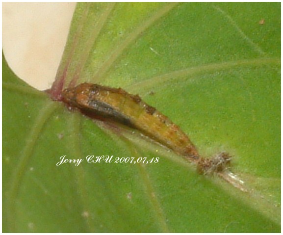 按此在新視窗瀏覽圖片