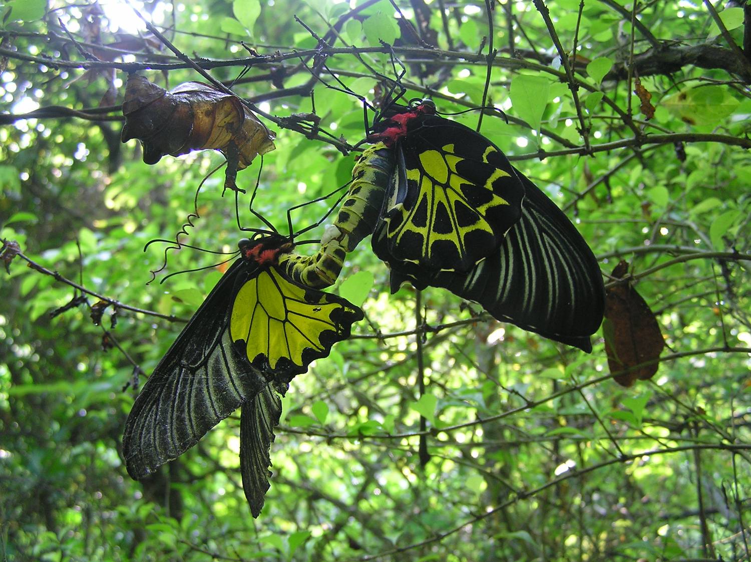 按此在新視窗瀏覽圖片