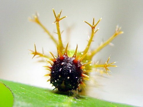 按此在新視窗瀏覽圖片