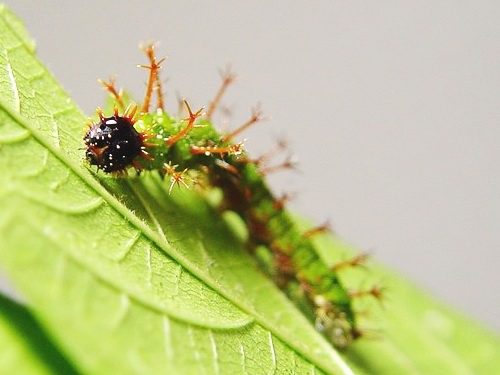 按此在新視窗瀏覽圖片