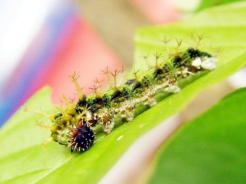 按此在新視窗瀏覽圖片