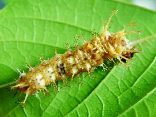 按此在新視窗瀏覽圖片