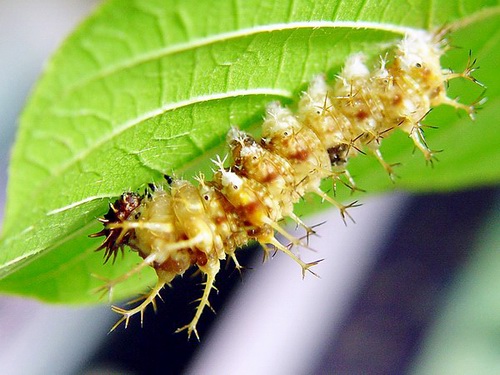 按此在新視窗瀏覽圖片