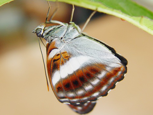 按此在新視窗瀏覽圖片
