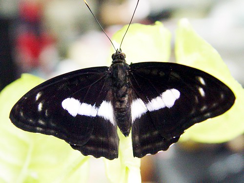 按此在新視窗瀏覽圖片