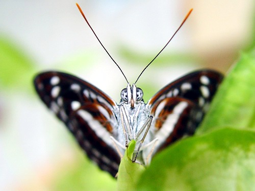 按此在新視窗瀏覽圖片