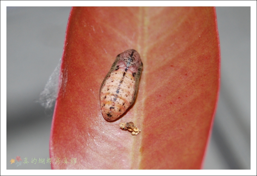 按此在新視窗瀏覽圖片