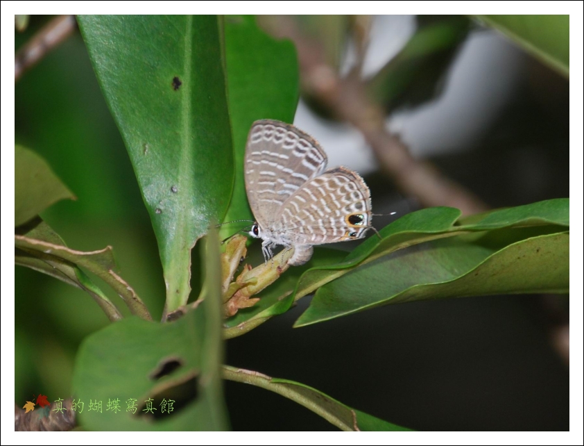 按此在新視窗瀏覽圖片