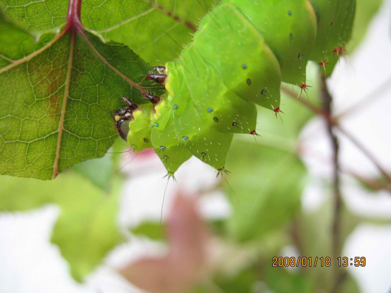 按此在新視窗瀏覽圖片