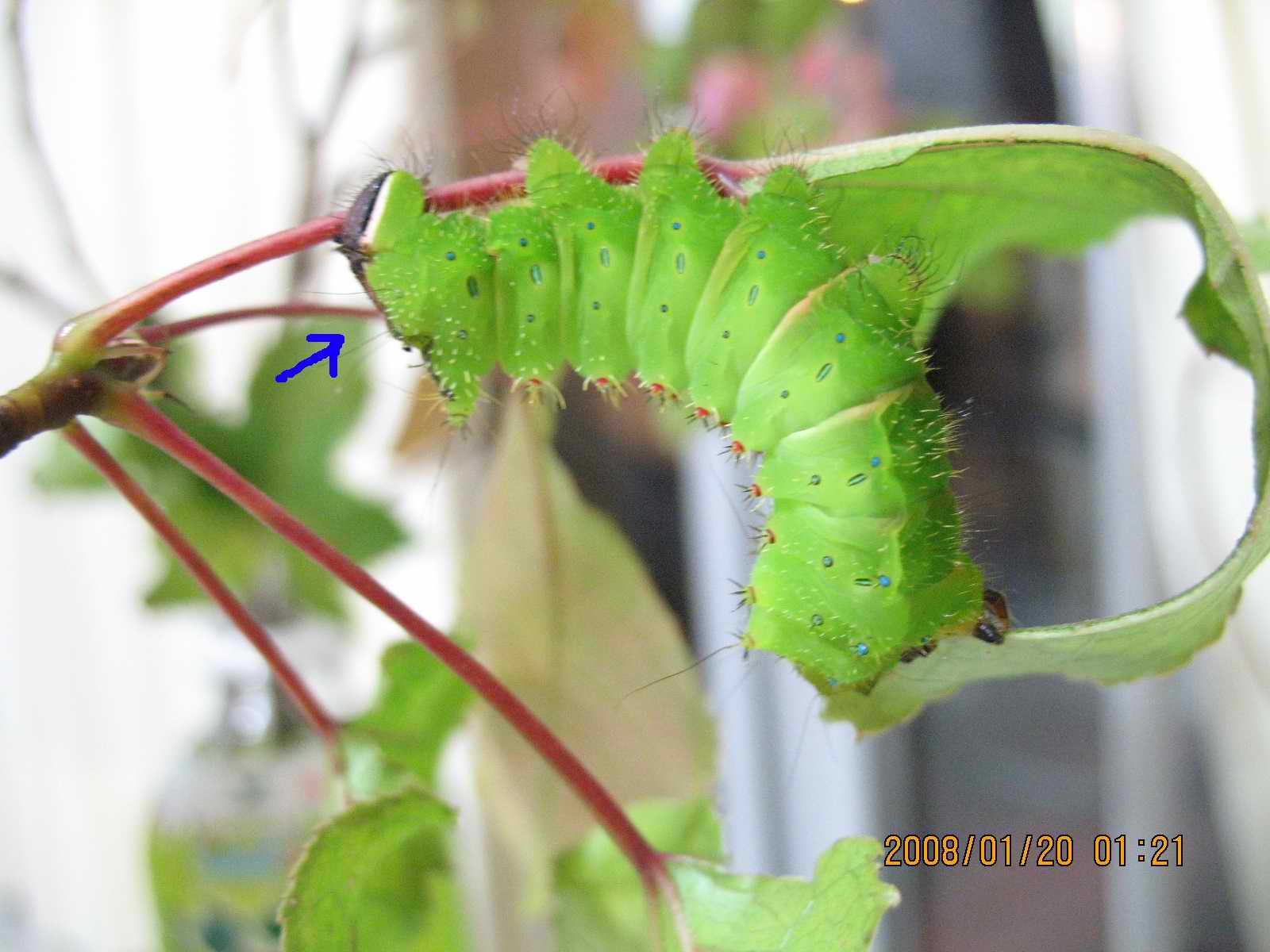 按此在新視窗瀏覽圖片