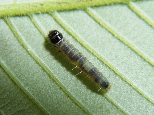 按此在新視窗瀏覽圖片