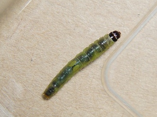 按此在新視窗瀏覽圖片