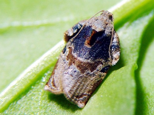 按此在新視窗瀏覽圖片